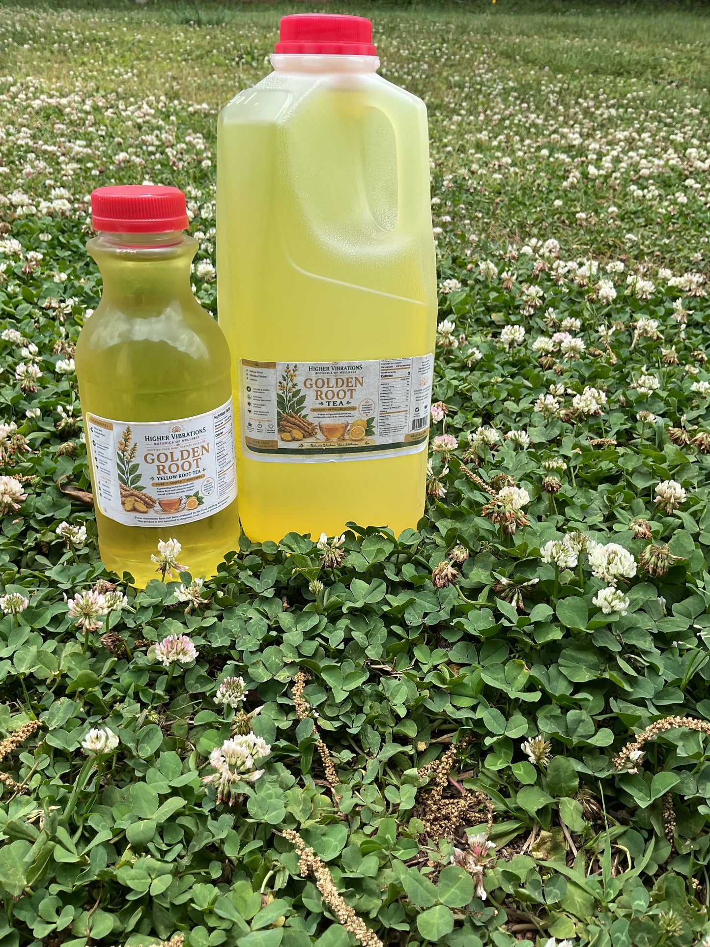 Golden Root (Yellow Root) Tea