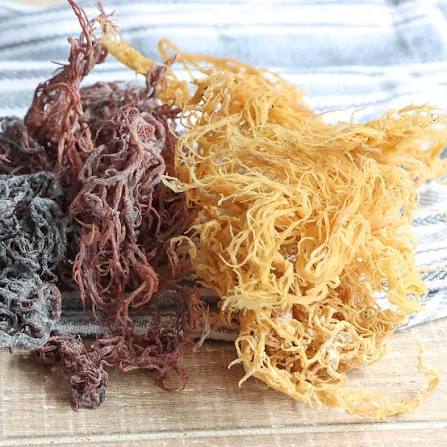 DRIED SEA MOSS