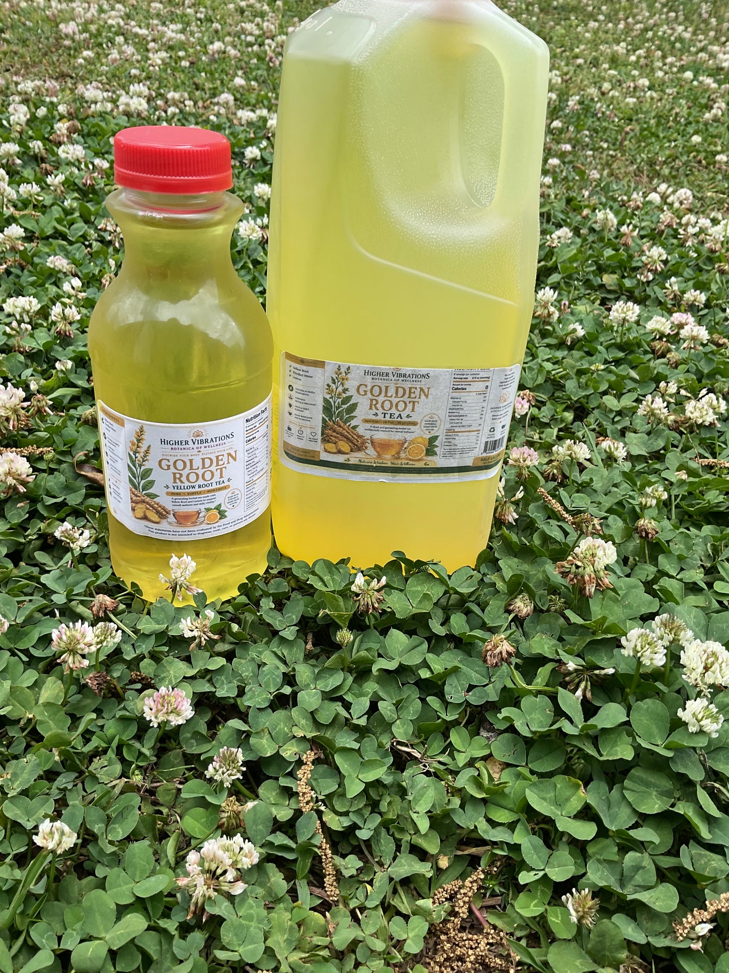 Golden Root (Yellow Root) Tea