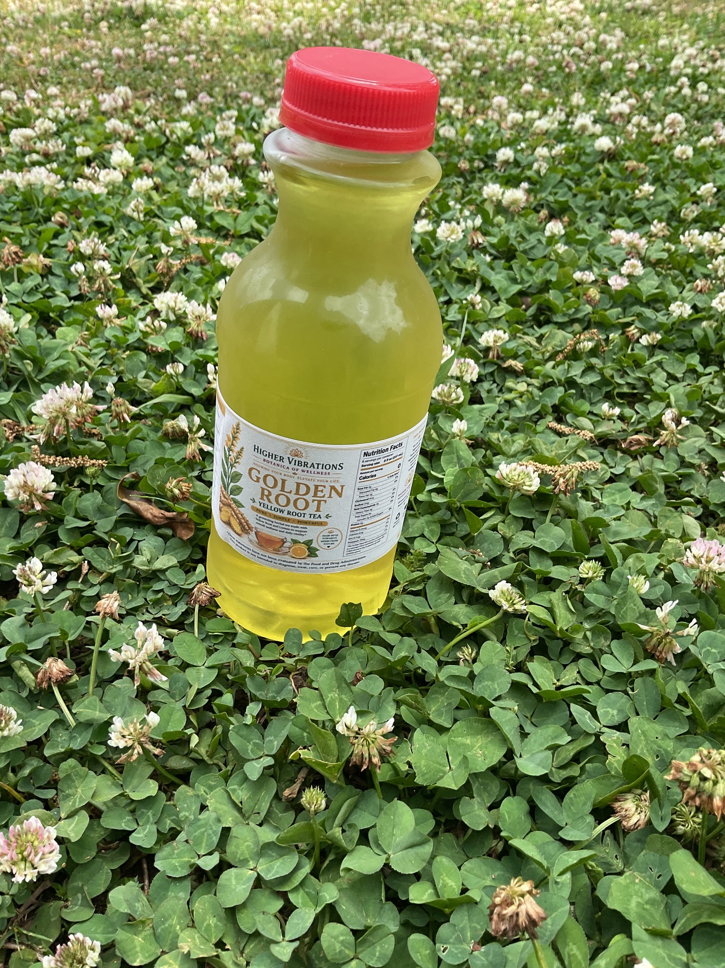 Golden Root (Yellow Root) Tea